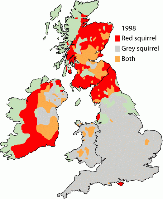 Red Squirrel Map